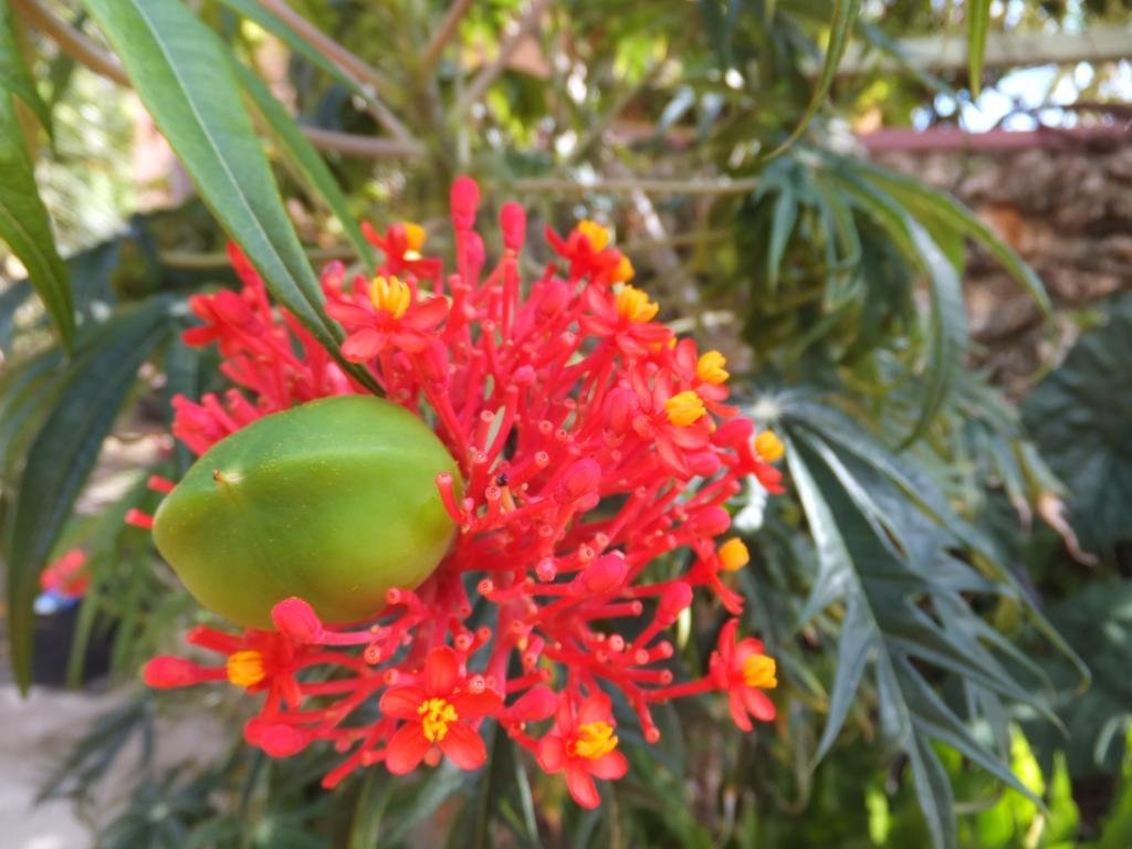Pimento Lodge Resort Port Antonio Kültér fotó
